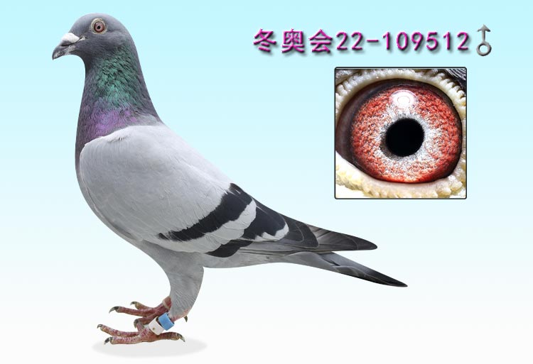 点击看大图并可参与竞拍